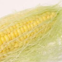 とうもろこしの「ひげ」…実は食べるとウマい！生のままサラダやスープに入れても◎ 「芯」も捨てずに炊き込みご飯に加えて！